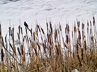 无标题天气土地寒冷季节红翅池塘杂草湿地香蒲降雪图片