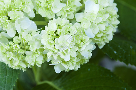 美丽的短朵花公园花园花坛场地花店花束绣球花植物植物群叶子图片