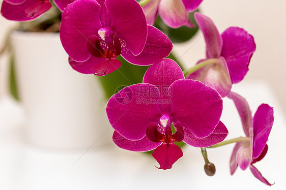 粉红兰花花宏观植物群气候问候语礼物花园季节情调植物紫色图片