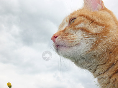 外边的猫耳朵宠物花园晶须毛皮动物眼睛乐趣尾巴条纹图片