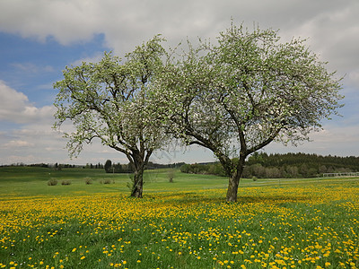 春季风景闲暇阴影土地蓝色国家季节公园自由树木沉思图片