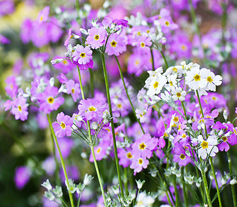 法国熏衣草花朵薰衣草公园植物植物群紫色花园图片