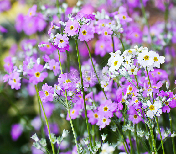 法国熏衣草花朵薰衣草公园植物植物群紫色花园图片