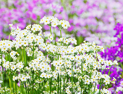 法国熏衣草花朵花园紫色植物公园植物群薰衣草图片