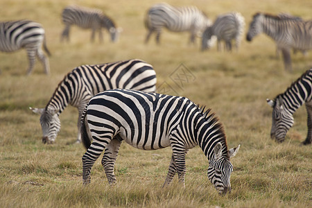 斑马放牧野生动物条纹哺乳动物黑与白水平图片
