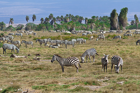 萨凡纳的斑马人群体黑与白哺乳动物野生动物水平条纹图片