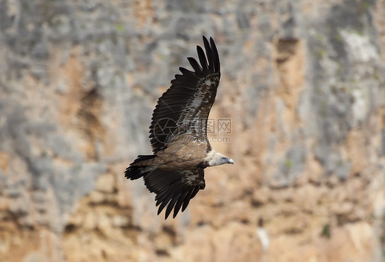 西班牙塞戈维亚 杜拉顿火山中的硫化物生活飞行晴天自然公园羽毛清道夫翅膀动物群荒野野生动物图片