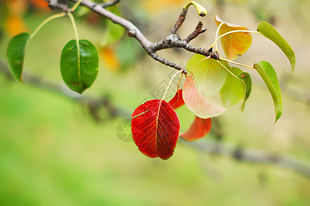 秋天时间 公园中树叶多彩植物群阳光植物森林植物学叶子花园季节木头生态图片
