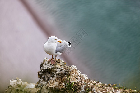 欧洲埃特拉塔特断崖上的欧洲海明古尔海岸线海岸海洋岩石海鸥野生动物石头顶峰栖息地悬崖图片