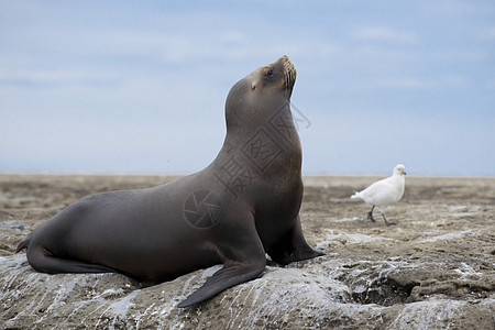 南美海狮耳科动物海洋女性形目团体荒野苦参哺乳动物野生动物图片