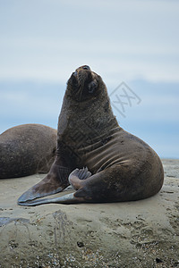 南美海狮棕色哺乳动物海洋形目动物野生动物荒野耳科苦参男性图片