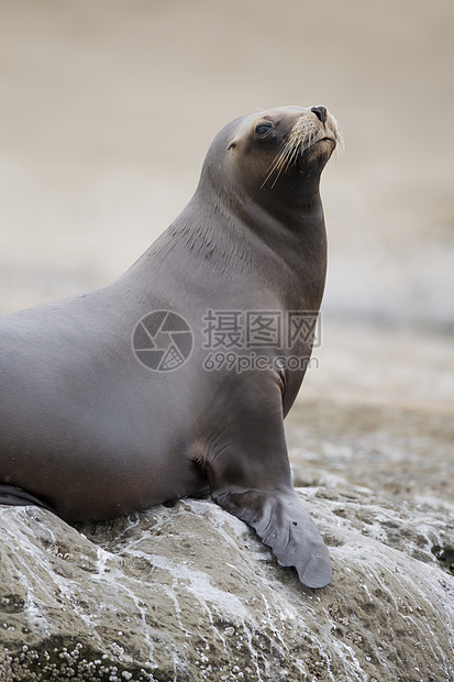 南美海狮女性耳科荒野海洋动物形目苦参野生动物棕色哺乳动物图片