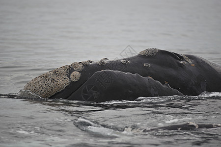 南方右鲸哺乳动物野生动物海洋鲸鱼鲸目动物图片