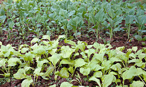 种植有机有机蔬菜烹饪家园食物农业绿色叶子收成农场图片