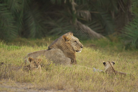 在萨凡纳的狮子和他的幼崽荒野猎人大草原动物哺乳动物食肉捕食者猫科男性幼兽图片