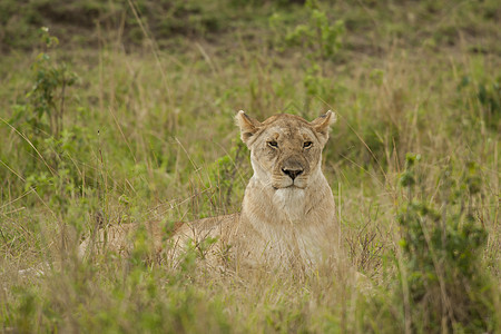 萨凡纳的狮子座女性狮子猫科动物食肉猎人哺乳动物大草原野生动物荒野图片
