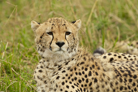 萨凡纳的Cheetah毛皮野生动物荒野哺乳动物捕食者动物食肉大草原图片