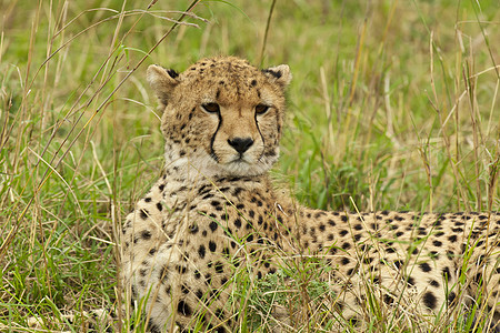 萨凡纳的Cheetah食肉荒野捕食者毛皮野生动物大草原哺乳动物动物图片