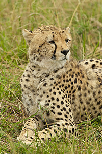 萨凡纳的Cheetah野生动物毛皮食肉动物捕食者哺乳动物荒野大草原图片