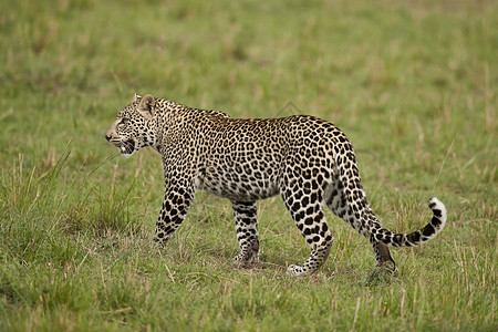 Masai马拉的豹猫科野生动物动物荒野斑点食肉猎人捕食者哺乳动物图片