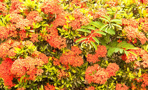 红针花照片杂草多刺白色植物植物群墙纸红色走廊花园图片