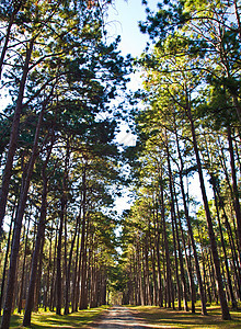 穿过高松树森林的路径树叶场景松树农村木头国家晴天太阳季节风景图片