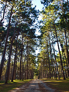 穿过高松树森林的路径晴天天空季节松树荒野场景树木木头太阳林地图片