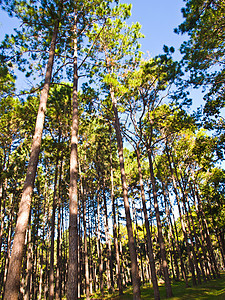 松树林公园场景木头风景荒野林地横梁松树树叶国家图片