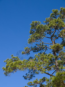 松树叶在蓝天上荒野公园阳光森林松树木头国家场景横梁树木图片