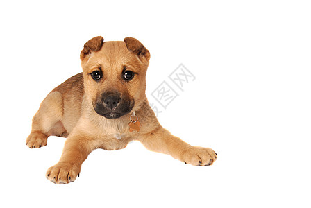 拳击小狗白色棕褐色动物婴儿宠物朋友拳击手衣领犬类背景图片