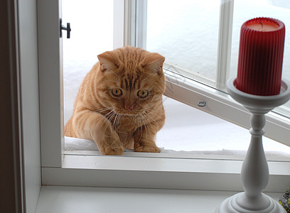 窗口中的猫大佬蜡烛橙子红色地桩窗户钢笔图片