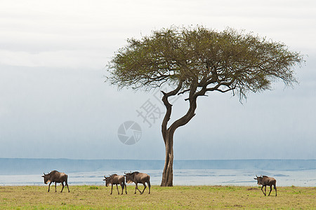 萨凡纳的野生生物动物野生动物荒野大草原羚羊移民哺乳动物公园图片