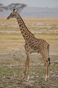 萨凡纳的法拉菲食草动物野生动物斑点大草原荒野脖子斑纹哺乳动物背景图片