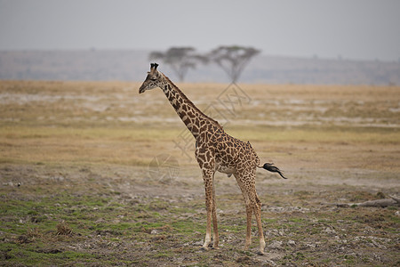 萨凡纳的法拉菲大草原斑点脖子食草动物斑纹哺乳动物野生动物荒野背景图片