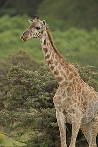 Giraffe 的缝合哺乳动物斑纹斑点荒野大草原脖子动物野生动物食草图片