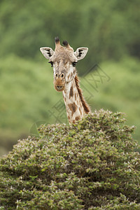 Giraffe 的缝合斑点动物哺乳动物脖子荒野斑纹大草原野生动物食草背景图片