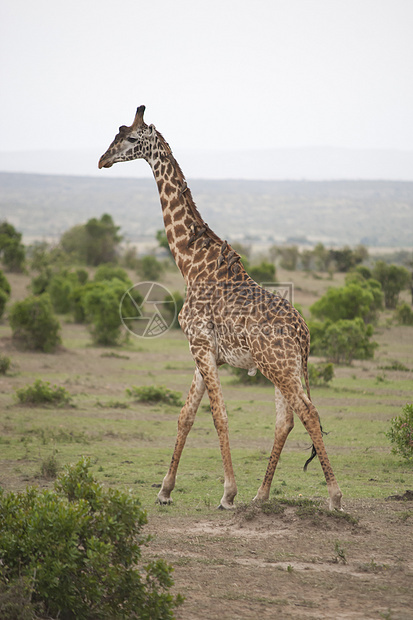 萨凡纳的法拉菲大草原斑纹荒野脖子哺乳动物野生动物动物食草斑点图片