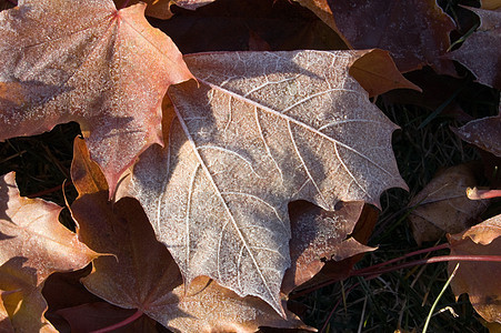 冷冻中的叶子图片
