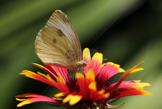 蝴蝶坐落在石器上昆虫绿色宏观动物翅膀黑色红色植物群动物群白色图片