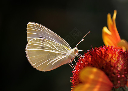 白卷菜蝴蝶宏观动物动物群绿色植物群翅膀红色黑色白色昆虫图片