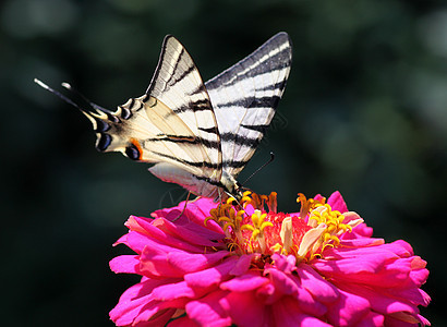 燕尾蝴蝶宏观红色绿色黑色昆虫动物群动物植物群翅膀白色图片