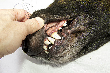 牙牙齿安全牙医宠物爪子成人乐趣毛皮犬类警卫小狗图片