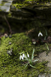 雪莲花唤醒雪铃绿色森林植物团体植物群季节苔藓图片