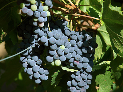 一群成熟的红葡萄地区酒精收成餐馆葡萄园浆果季节营养植物水果图片