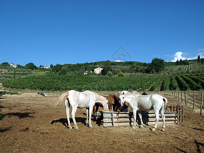 葡萄园中的马群家畜马术牧歌动物国家马背古玩配种餐馆荒野图片