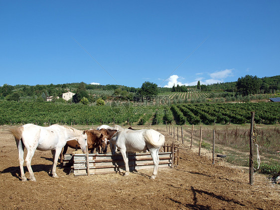 葡萄园中的马群马背古玩荒野好奇心家畜国家牧歌马术餐馆动物图片