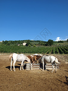 葡萄园中的马群配种农场牧歌家畜骑术生态古玩餐馆干草动物图片