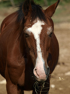 一个可爱的宠物和朋友马背骑术荒野农场国家牧歌葡萄园配种生态古玩图片