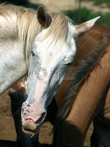 一个可爱的宠物和朋友马术葡萄园好奇心古玩生态干草马背农田骑术餐馆图片