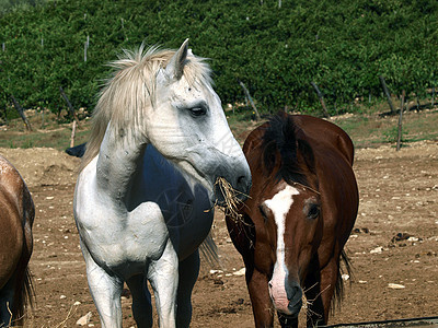 一个可爱的宠物和朋友古玩农田干草马术马背牧歌国家荒野骑术好奇心图片
